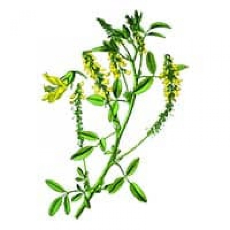 Трава донника микроскопия