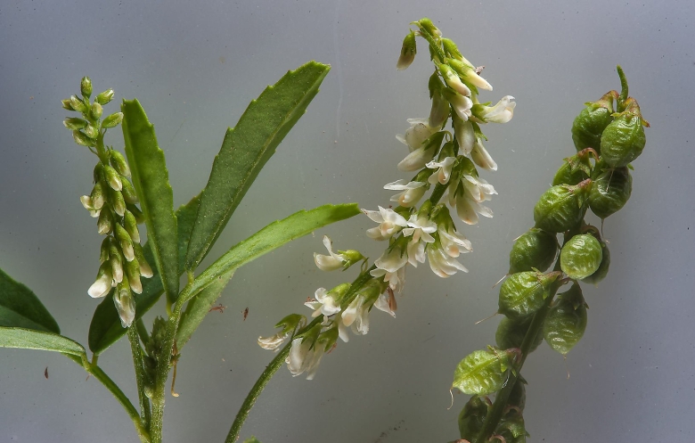 Донник белый плод