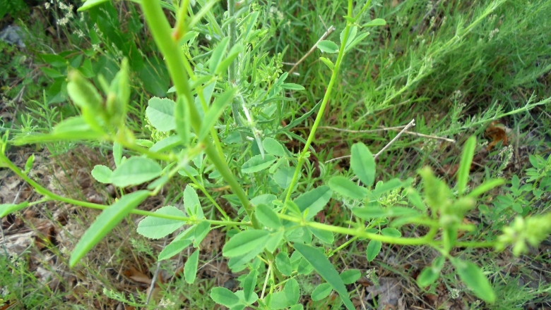 Донник желтый всходы