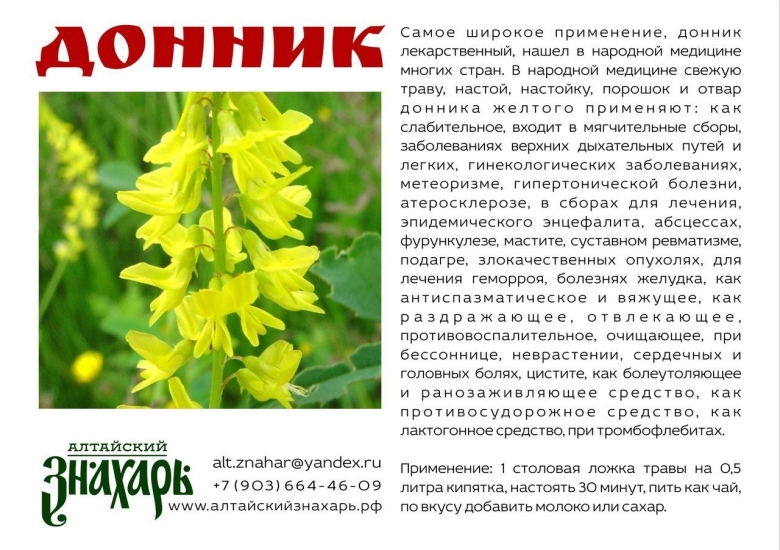 Лечебная трава донник