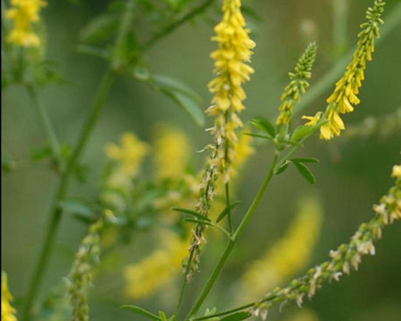 Донник лекарственный растение