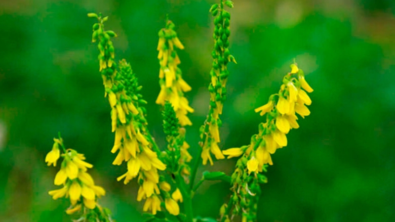 Растение донник