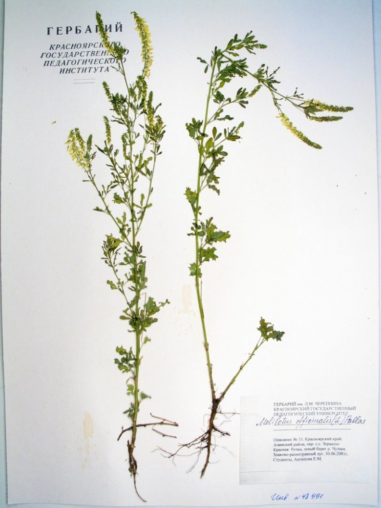 Melilotus officinalis гербарий