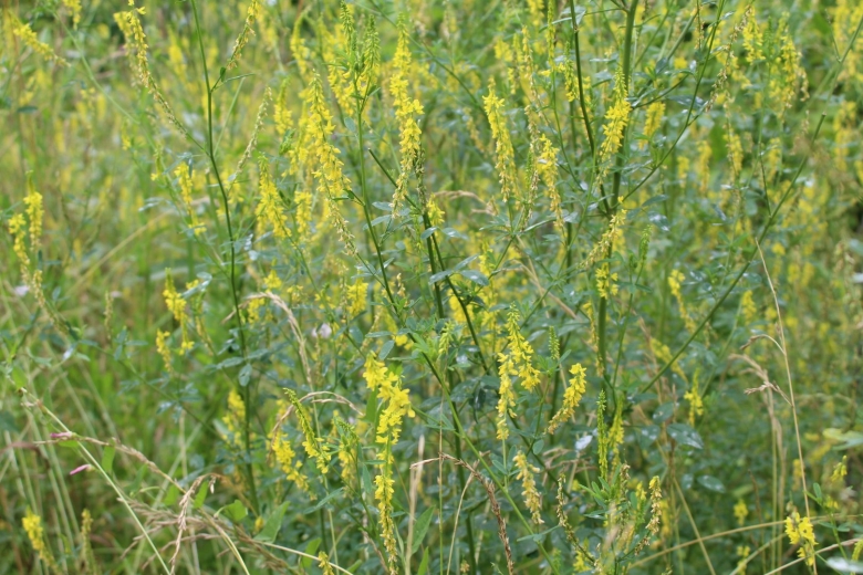 Донник желтый