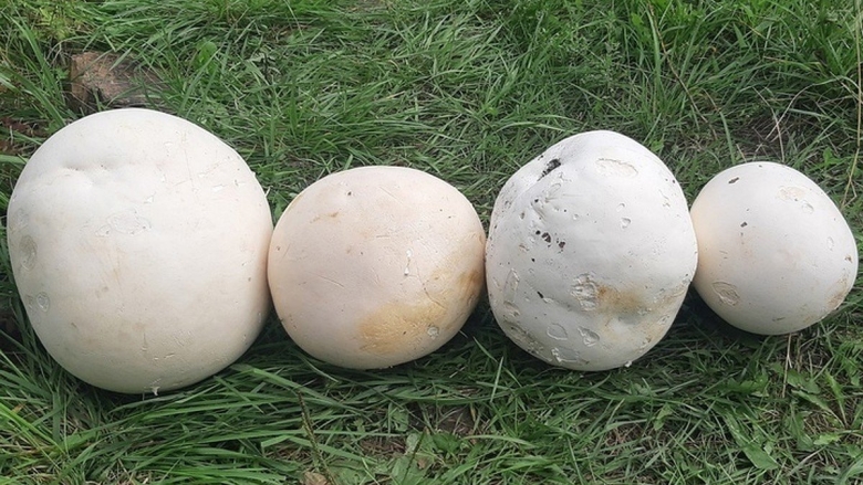 Гриб calvatia gigantea