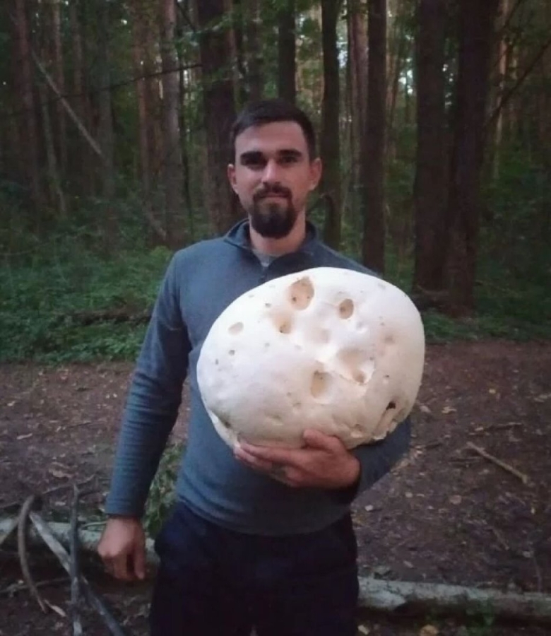 Головач гигантский гриб