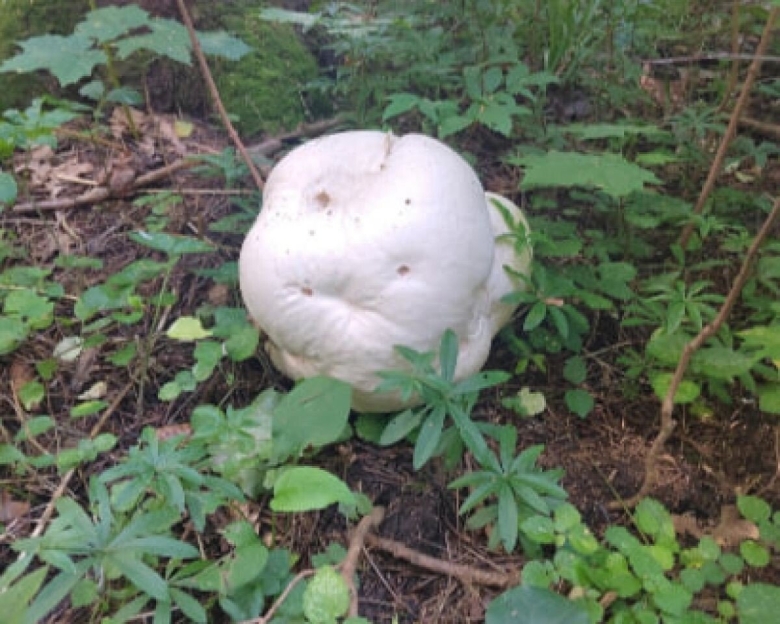 Головач гриб