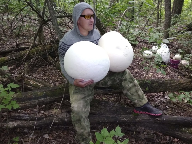 Гигантские грибы