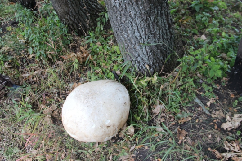 Грибы в Тамбовской области