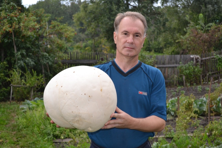 Лангерманния гигантская гриб