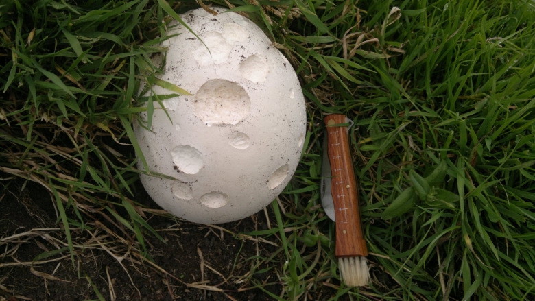 Головач гигантский (calvatia gigantea)