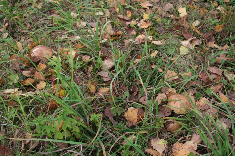 Грибы которые растут в огороде