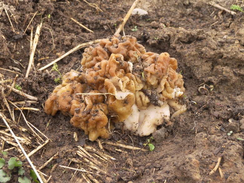 Грибы растущие в земле