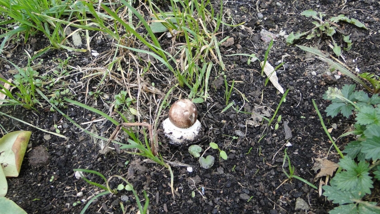 Грибы средней полосы