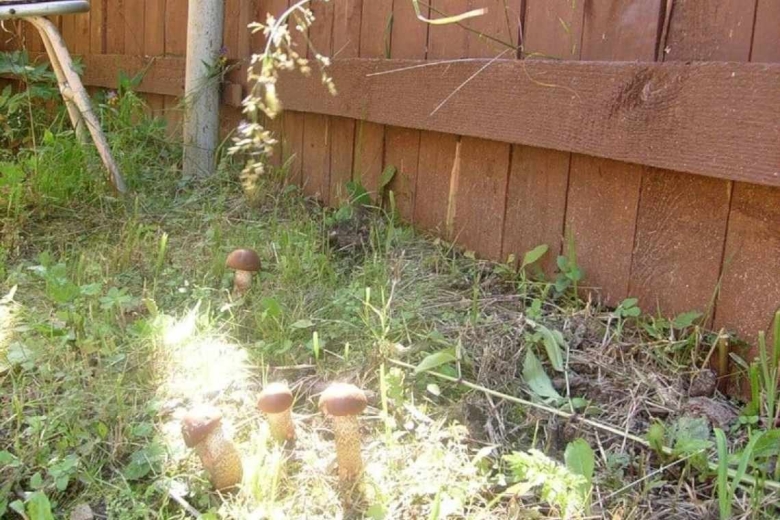 Посадка грибов на даче