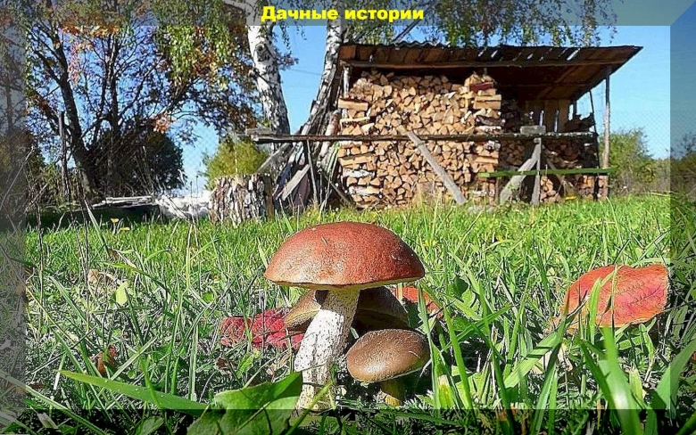 Белые грибы на участке