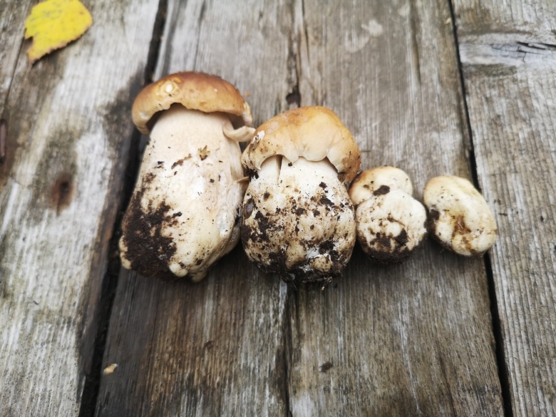 Грибы в огороде