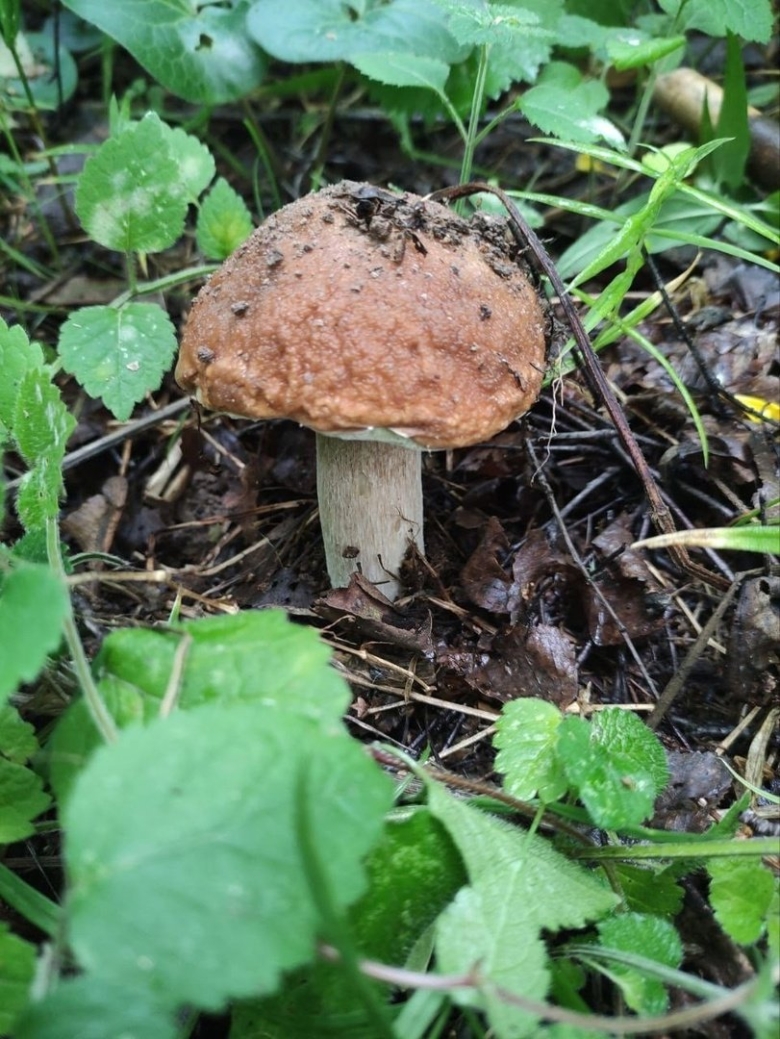 Какие грибы собирать