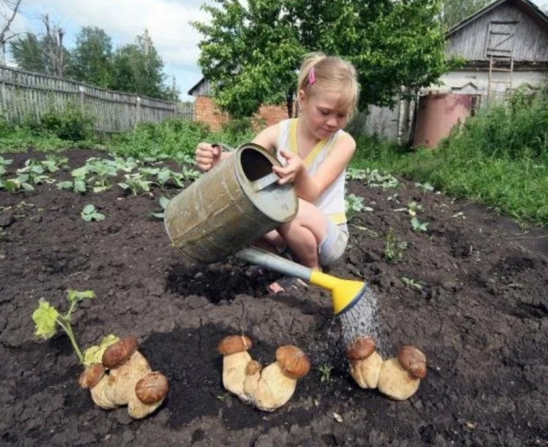 Вырастить грибы на огороде