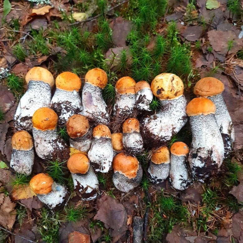 Фото грибов