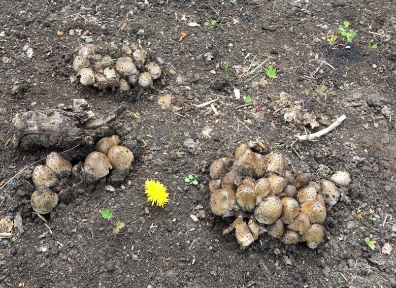 Грибов в лесу нет