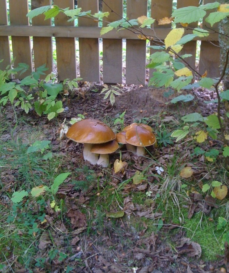 Вырастить грибы маслята