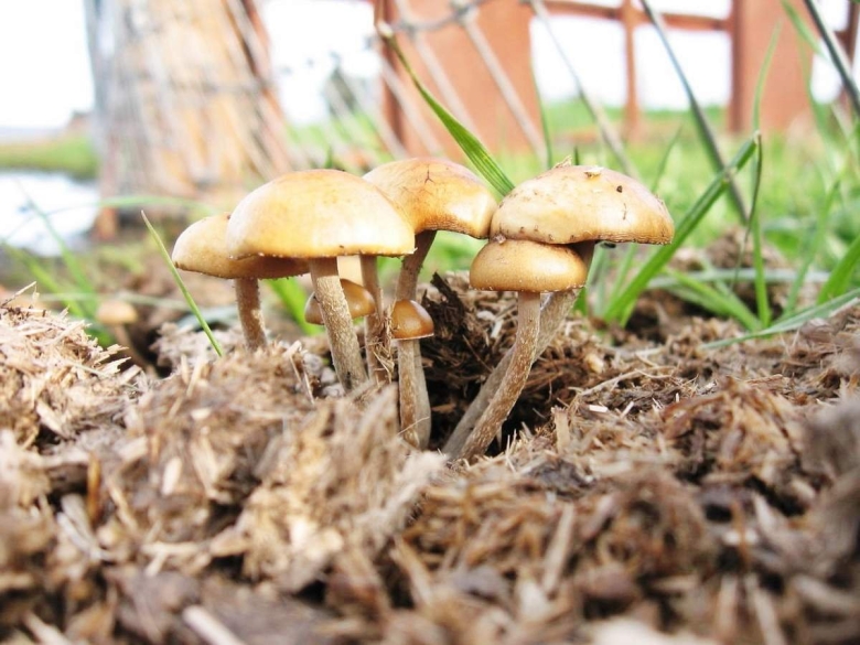 Псилоцибиновые грибы навоз