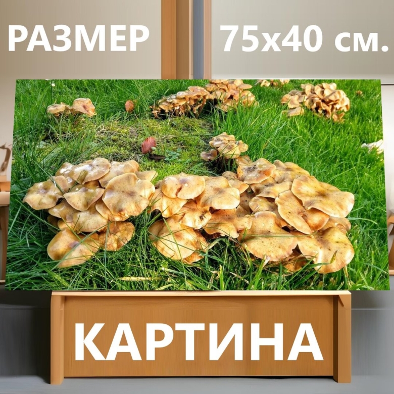 Грибы в саду