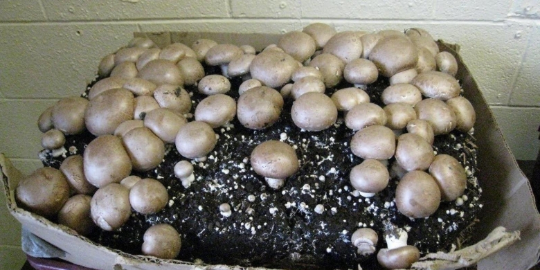Выращивание шампиньонов в домашних условиях