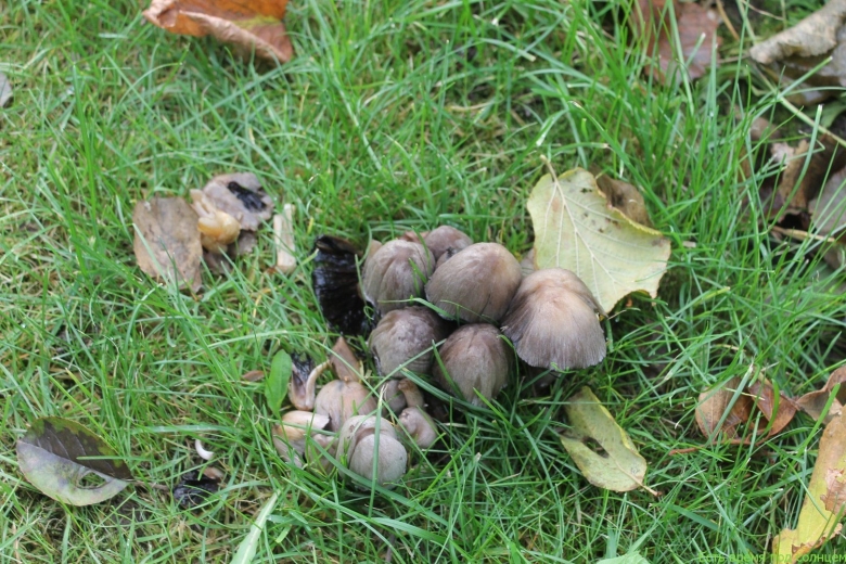 Гриб навозник