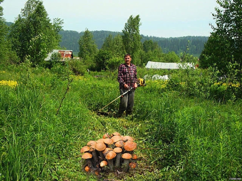 Сбор грибов в лесу