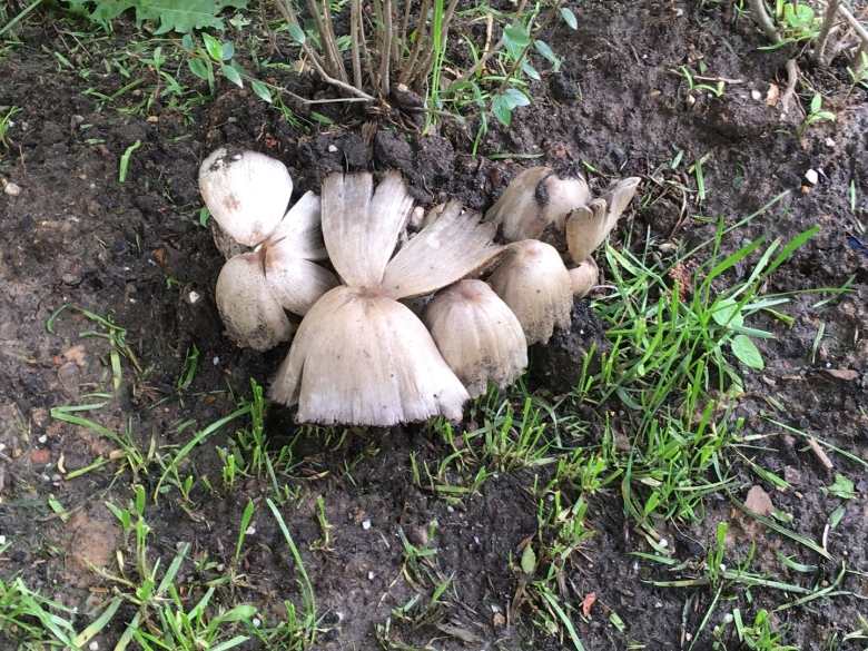 Грибы которые растут в огороде