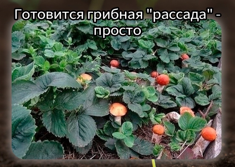 Грибы на дачном участке