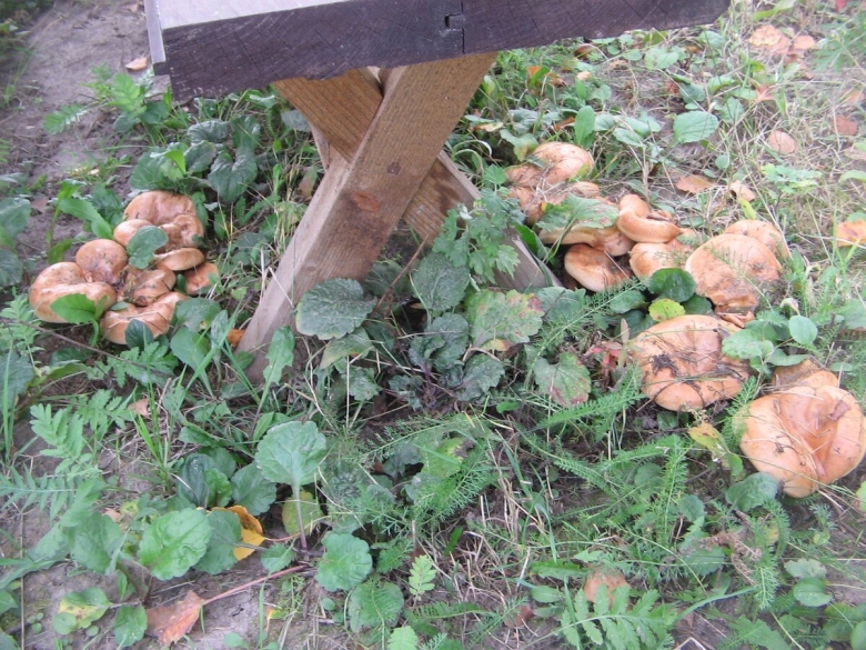 Грибы растущие возле