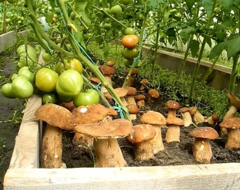 Грибы на даче