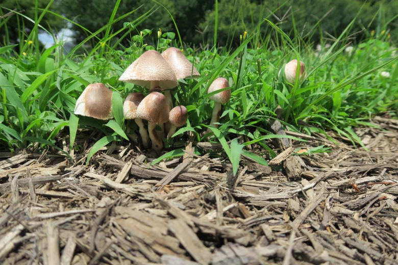 Горошки грибы