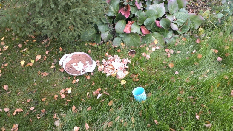 Белые грибы на газоне