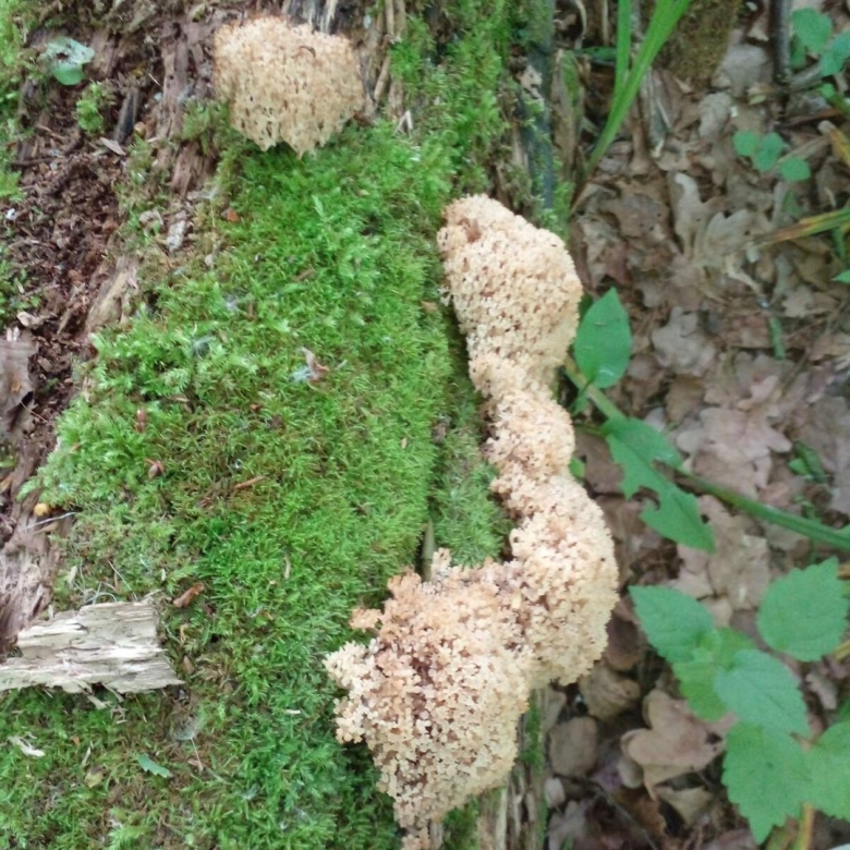 Спарассис курчавый