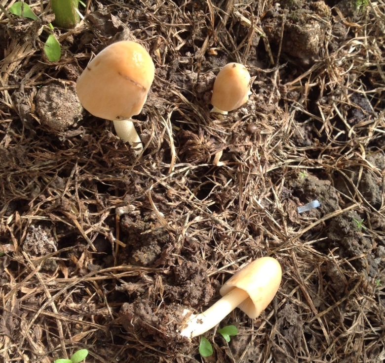 Грибы в огороде