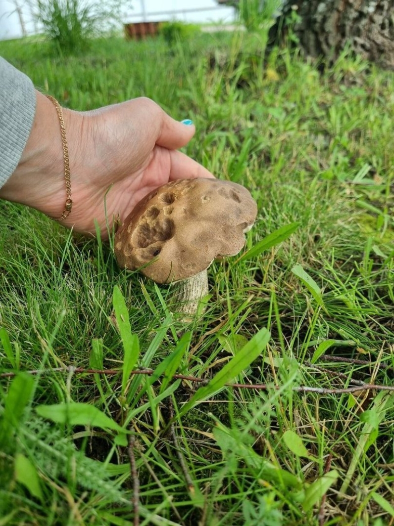 Грибы на даче