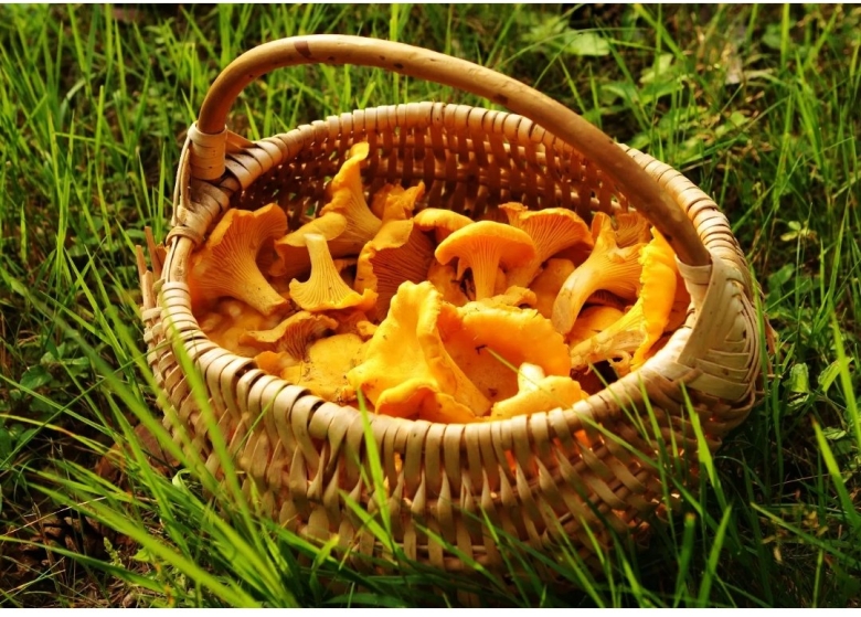 Съедобные грибы лисички