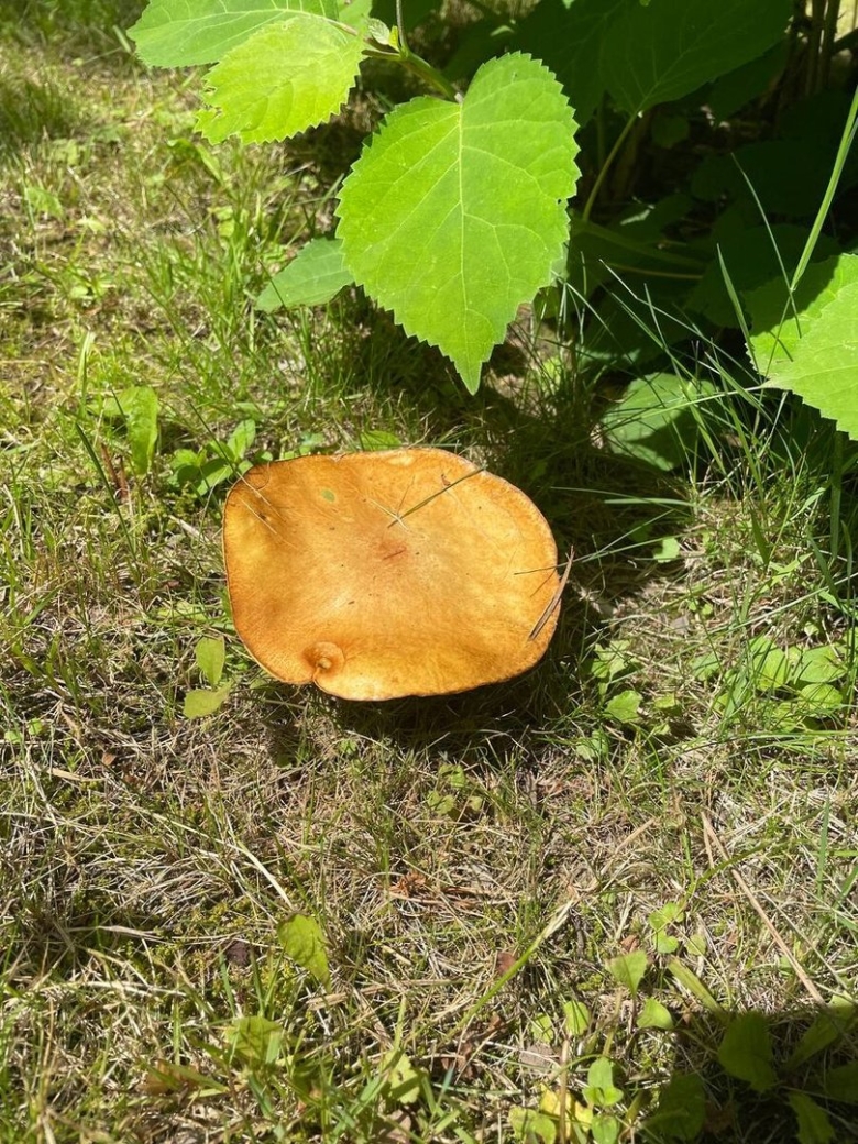 Грибы в земле для цветов