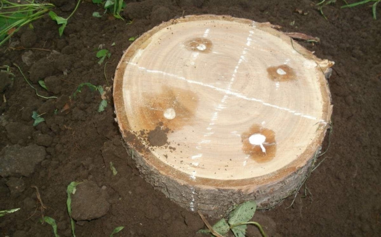 Пеньки для грибов