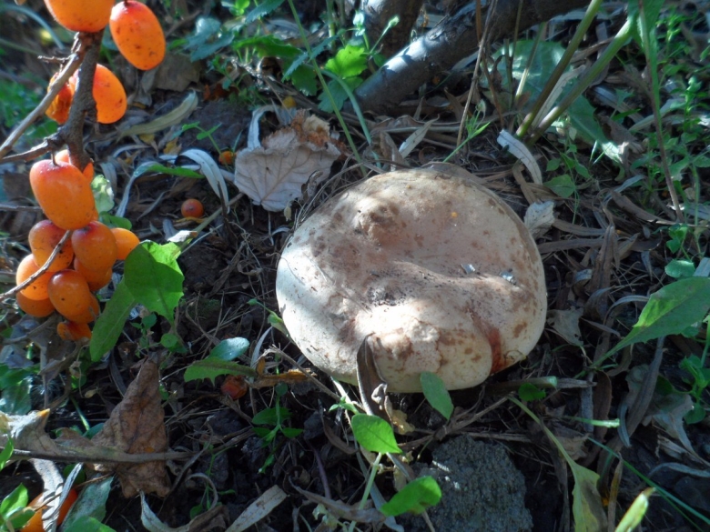 Млечник гриб гладыш