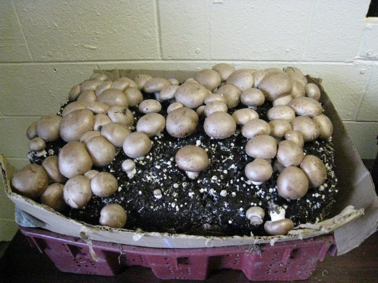 Шампиньоны в огороде