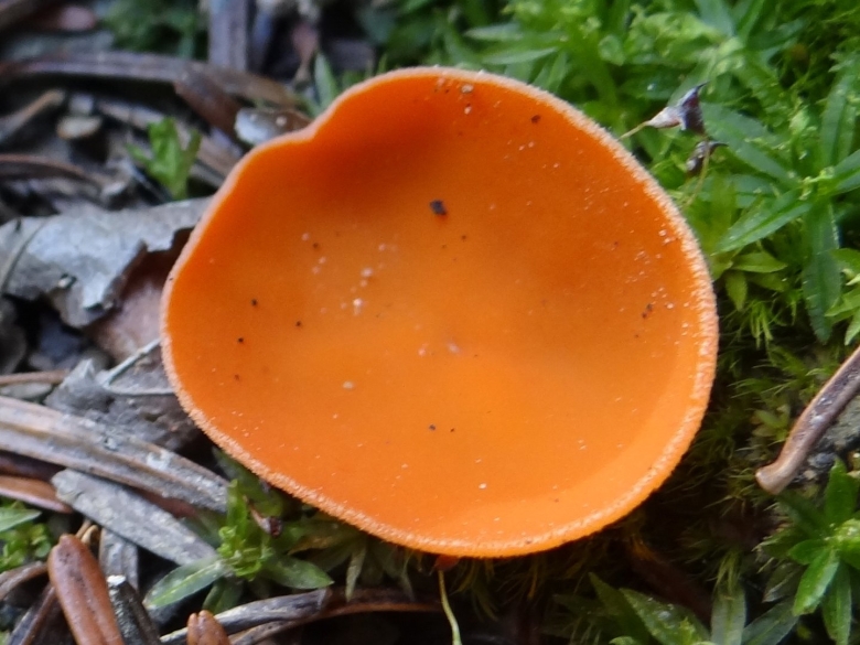 Алеврия оранжевая Aleuria aurantia