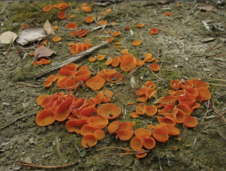 Алеврия оранжевая грибы