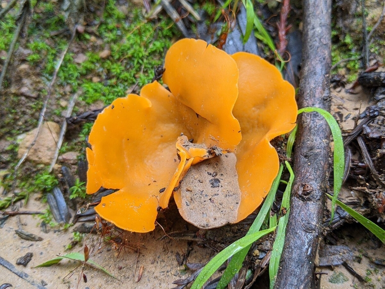 Алеврия оранжевая