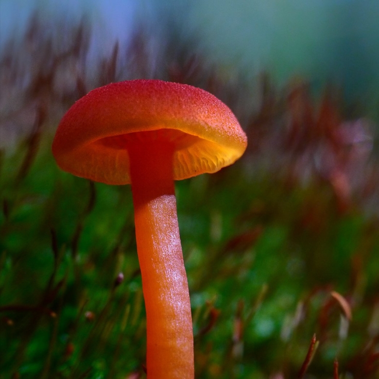 Маленькие оранжевые грибы