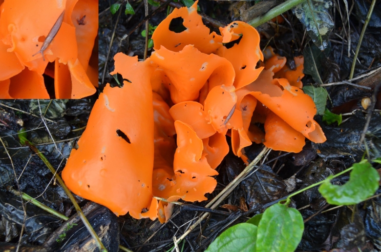 Алеврия оранжевая